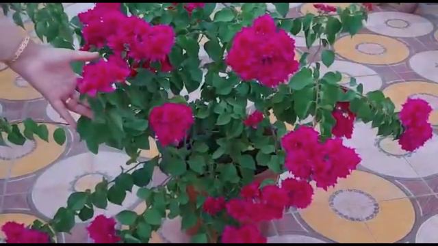 Bougainvillea Pink | Flowering Plant | Bougainvillea Care | Plant Care смотреть онлайн