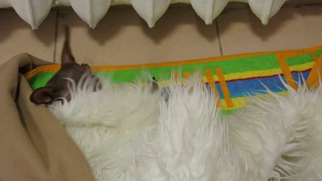 Щенок Пражского крысарика укладывается спать смотреть онлайн