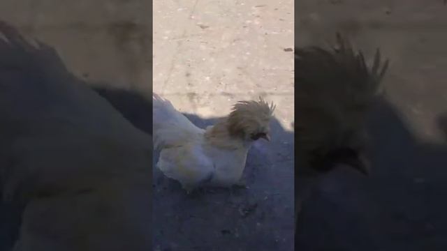 Korean chickens & Brekhel silver Корейская тройка и Брекель серебристый #куры #товук #chicken #tovu смотреть онлайн