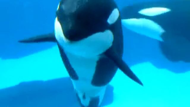 Детеныш косатки исполняет танец живота смотреть онлайн
