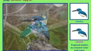 Зимородок. Голоса птиц