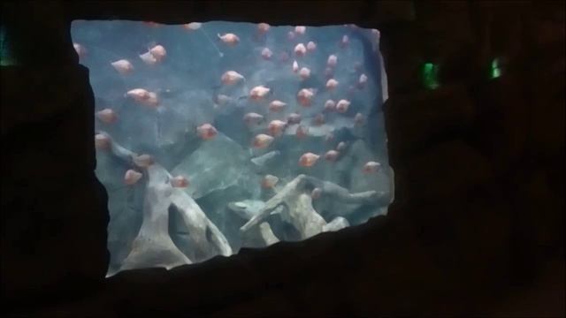 Океанариум на Дмитровке. смотреть онлайн