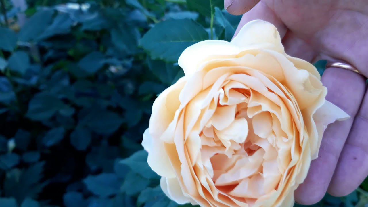 12 июня 2022 Цветет Голден селебрейшн, вейгела смотреть онлайн