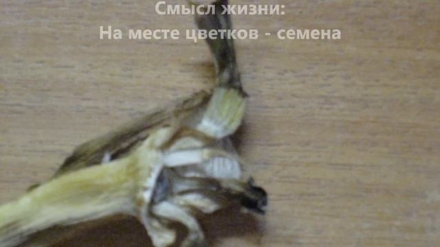 Школа 1811. Наш аленький цветочек. смотреть онлайн