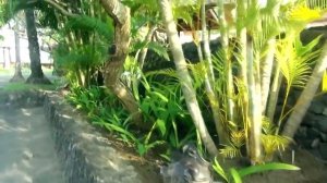 Бали. Туры в Индонезию. Отель Nusa Dua Beach Hotel & Spa 5*