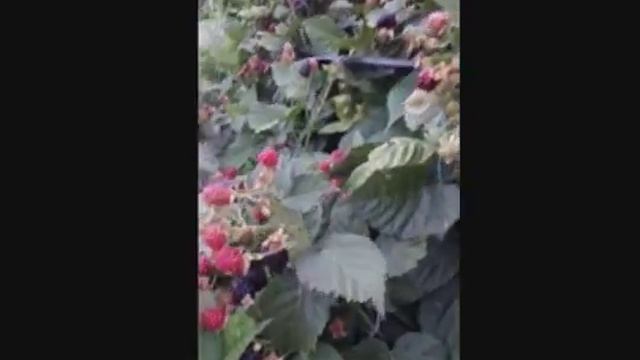 Ежевика Блэк Мэджик (Черная Магия) смотреть онлайн
