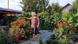 Уход за розами летом. Сделайте так, чтобы розы цвели всё лето