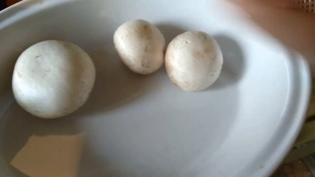 Какой нужно выбрать шампиньон для того, чтобы получить из него мицелий смотреть онлайн