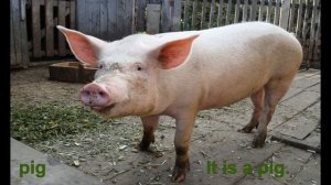 Угадай животное! Animals on the Farm. What is it