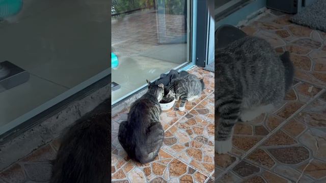 У вас какая мама #зубврев #шутки #юмор смотреть онлайн