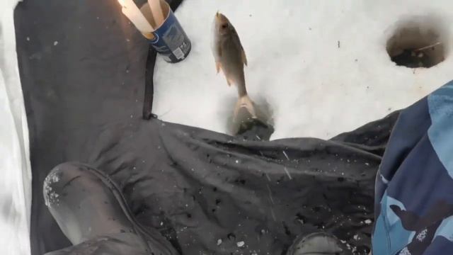 Зимняя рыбалка на Алтае село Клепиково 2023? смотреть онлайн