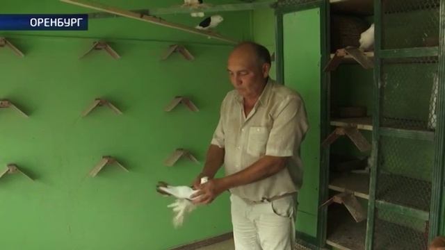 Нужны ли в городе голубятни?