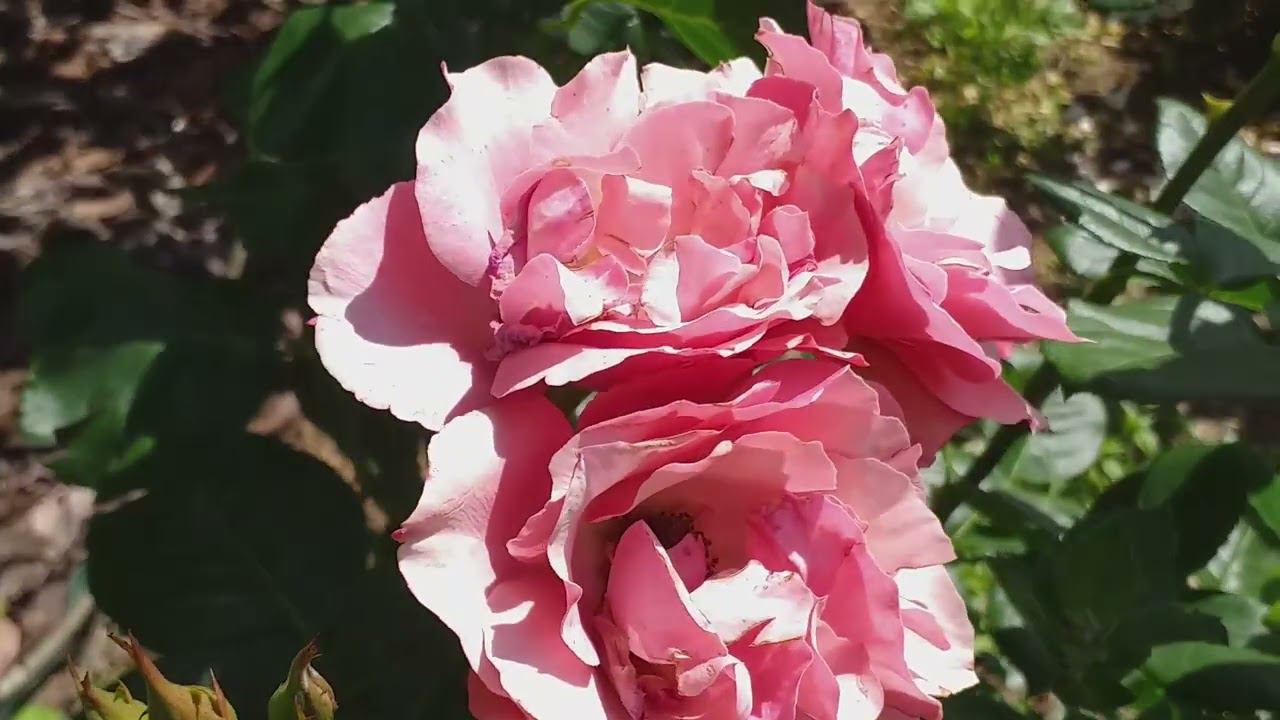 ЛУЧШИЕ РОЗЫ по мнению мужа... Летний обзор смотреть онлайн