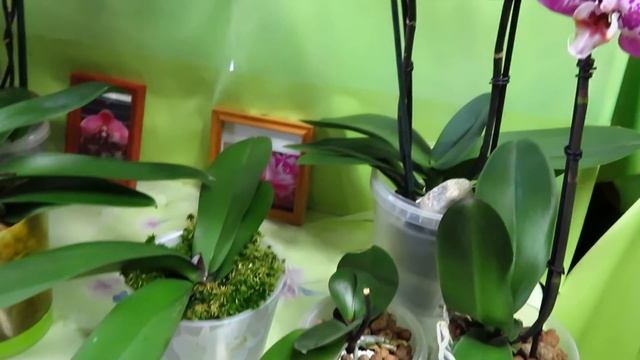 Орхидея Астрид и другие цветочки!!!!