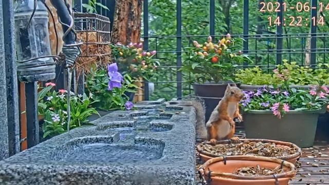 #Кормушки#Япония#Птицы#Белки смотреть онлайн