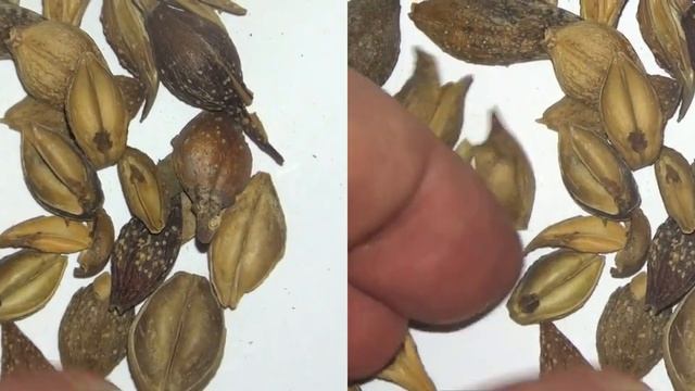 [4D] 連翹 @ 中藥材展示與記錄 - Forsythia suspensa - Chinese Materia Medica Illustration and Record смотреть онлайн