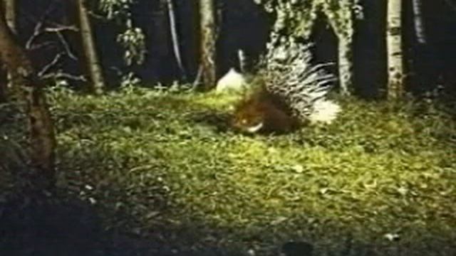 Дикообраз смотреть онлайн