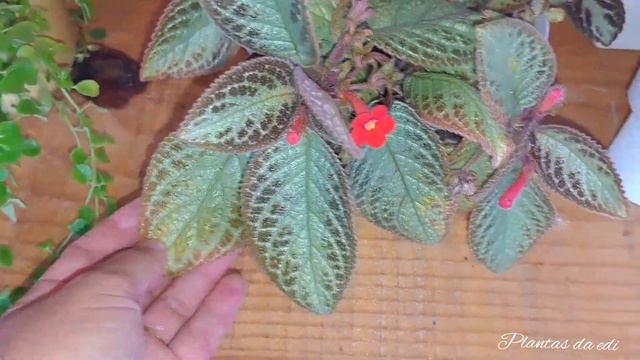 lindo cantinho com plantas de sombra. смотреть онлайн