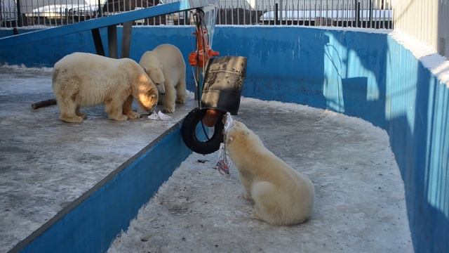 Белые медведи заняты делом смотреть онлайн