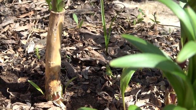 Сажаю лук по -китайски. Огород на Урале смотреть онлайн