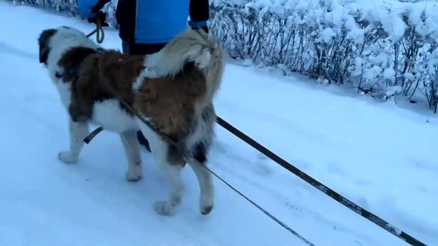 Супер ездовой пес. Собачья упряжка. Зимняя прогулка. Московская сторожевая. смотреть онлайн