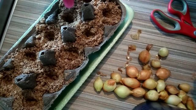 КАК ПОСАДИТЬ БЕЗ ЗЕМЛИ ЛУК СЕВОК И ЧЕСНОК смотреть онлайн