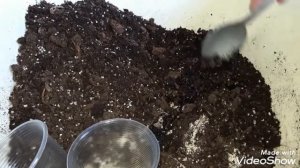 ЭСХИНАНТУС. Размножение эсхинантуса.