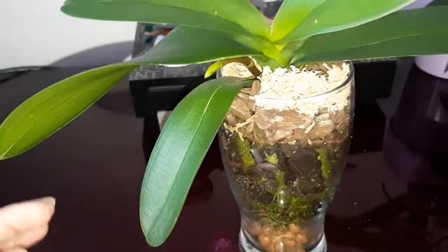 #ОРХИДЕИ💮 :
Цветоносы новые и решившие продолжить свой рост 🌱 смотреть онлайн