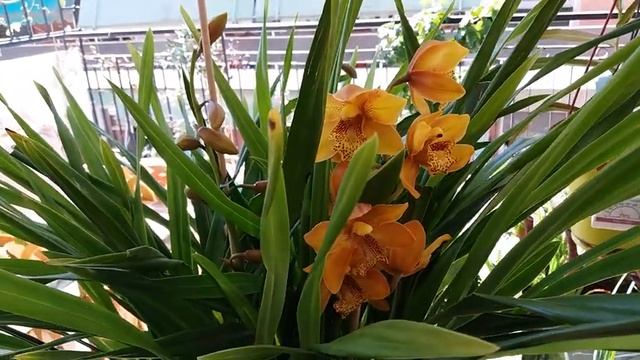 Новый ампельный цимбидиум