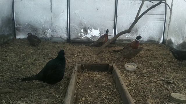 Фазаны#мëрзнут ли фазаны Сибирской зимой#содержание и кормление фазанов/Дом в Сибири смотреть онлайн