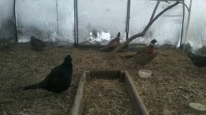 Фазаны#мëрзнут ли фазаны Сибирской зимой#содержание и кормление фазанов/Дом в Сибири