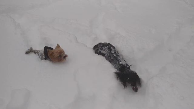 Собака-Тюлень смотреть онлайн