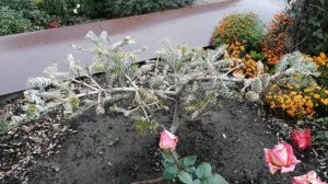 СИЛЬБЕРЛОК - ПИХТА КОРЕЙСКАЯ