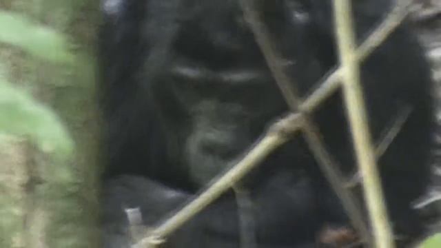 Уганда Танзания 2013. Часть 1 Уганда. Нацональный парк Bwindi. Знакомство с Гориллами. смотреть онлайн