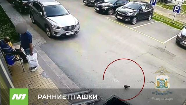 РАННИЕ ПТАШКИ смотреть онлайн