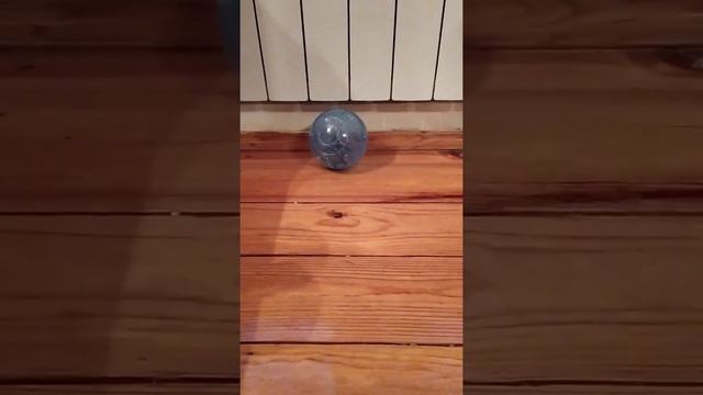 Хомячок попрыгунчик худеет смотреть онлайн