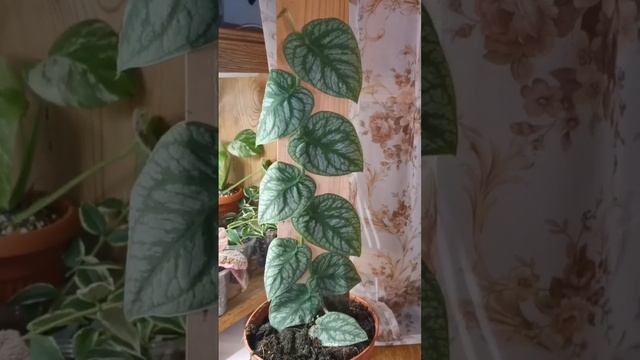 Monstera Dubia - знакомство) смотреть онлайн