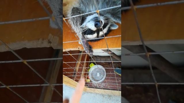 Как спит енот смотреть онлайн