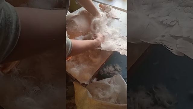 Щипаем гуся при помощи утюга. смотреть онлайн