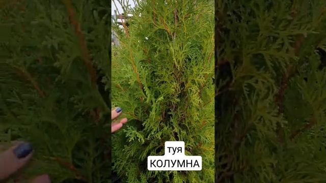 ТУЯ КОЛУМНА #туя #купитьтую #саженцы #растенияворонеж смотреть онлайн