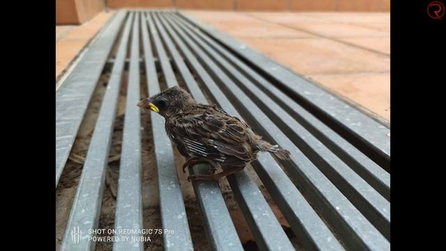 Most Powerful Gaming Phone! Redmagic 7S Pro Review - Snapdragon 8+ Gen 1 смотреть онлайн