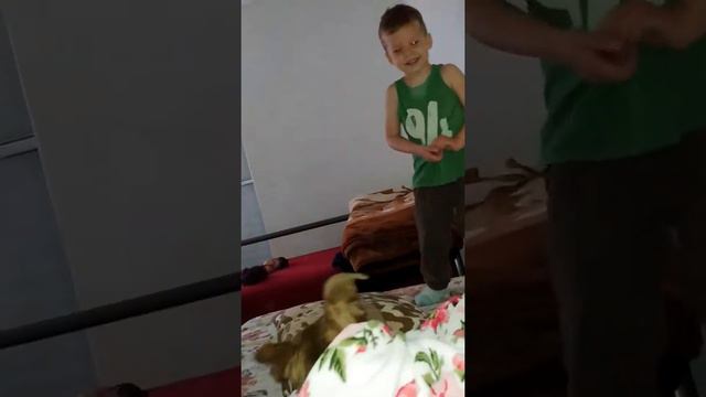 Питбуль и ребенок играют смотреть онлайн