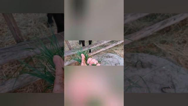 Как правильно кормить лошадь чтобы не укусила #лошади #лошадь смотреть онлайн