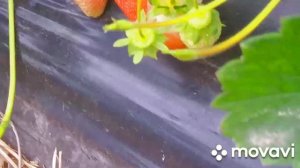 Обзор клубника на 25.05.22г/Азия/Сандра/Брила