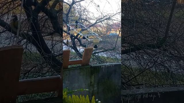 кормушка-качеля, радость синичкам. смотреть онлайн
