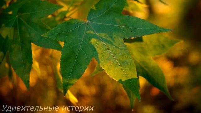 Гости на свадьбе задрожали, когда на церемонию пришёл дикий медведь и прихватил невесту. А жених... смотреть онлайн