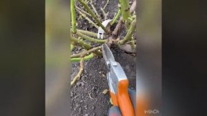 Обрезка роз. Готовимся к зиме. Шраб Чипэндейл.