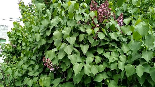 Самый питерский цветок смотреть онлайн