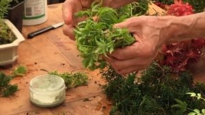 Как Размножать и Черенковать Бонсай