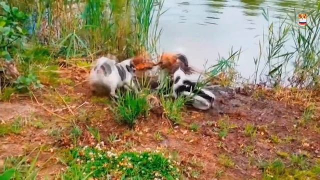 #16 Best Coub | Лучшие приколы | Gifs with sound | Awesome | Смешные видео смотреть онлайн